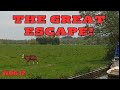 The great Escape! The one with the runaway cow, mating midge frenzy and Sonya's attention span!
