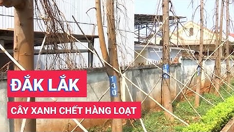 Đắk Lắk: Cây xanh chết hàng loạt ở Công viên Sơn La