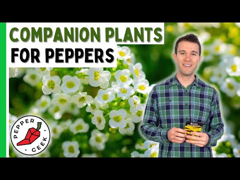 Video: Spremljevalne rastline za pekočo papriko: Nasveti za sajenje spremljevalcev s čili papriko