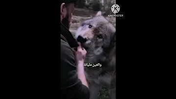 المخ مخ ذيب والقلب قلب اسد 