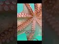 How an Octopus releases Ink. #goviral #shorts.