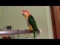 Ollie the caique singing in the shower