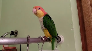 Ollie The Caique Singing In The Shower