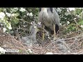 Heron Chicks Eating Crawfish - well trying - herons feeding young