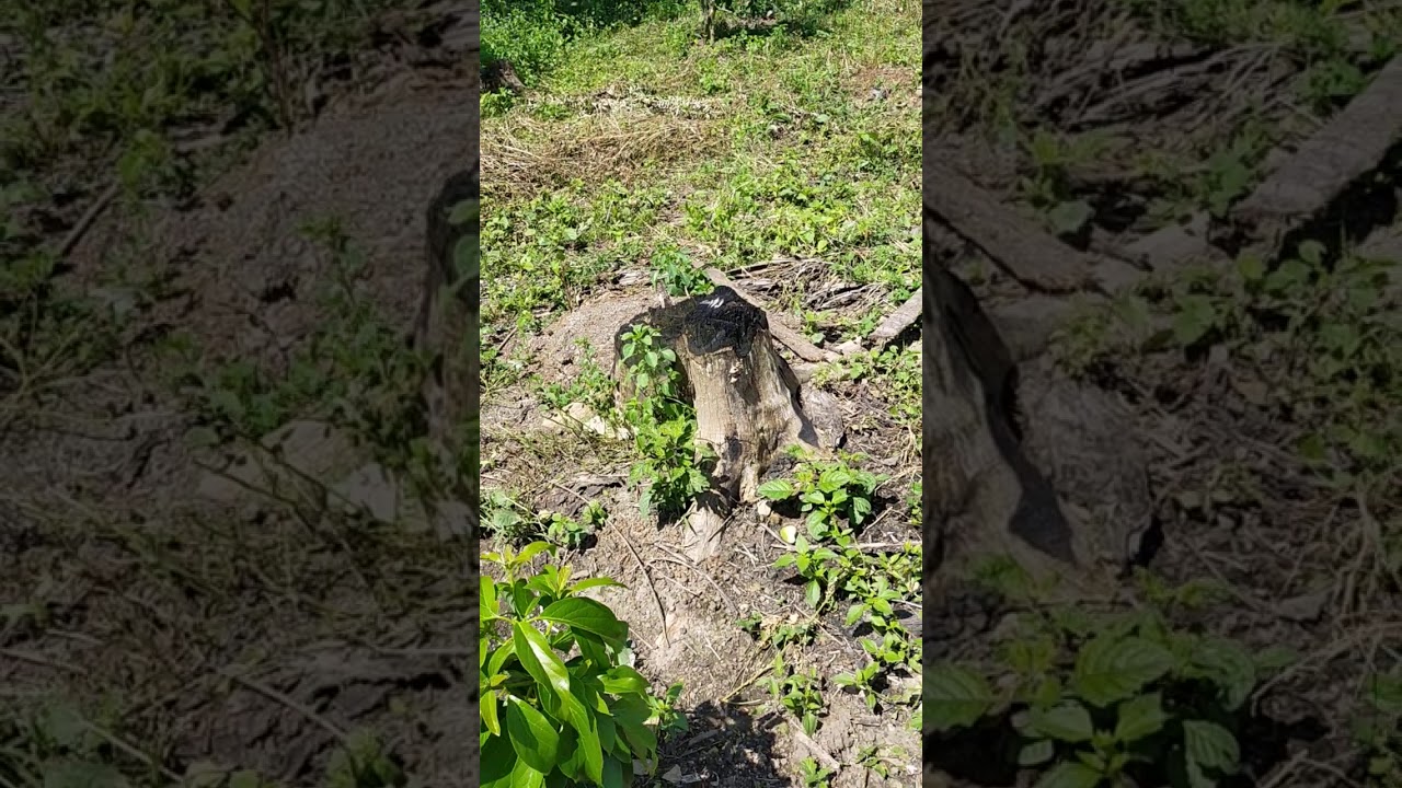 Tumpang sari alpukat, pisang,lada,cabe Jawa,buah naga 