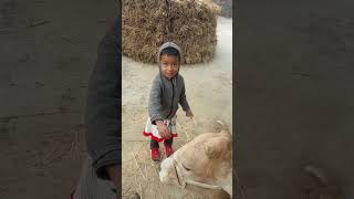 #shortvideo #lifeisbutadream #nature #pokemon #funny