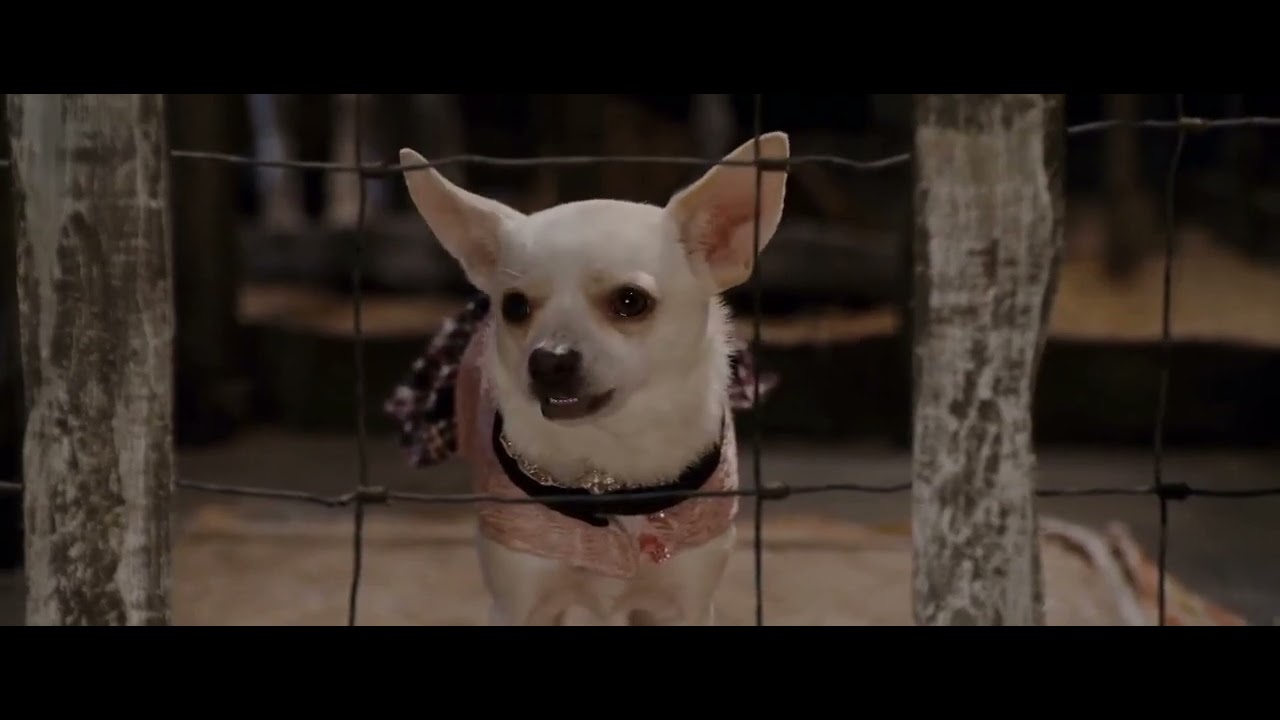 Chihuahua De Beverly Hills 2008 P 8 - YouTube