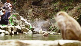 Surrounded by Monkeys in the Mountains of Japan | 🙈 Jigokudani Monkey Park