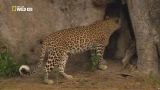 Ночной Призрак Леопард В Своей Красе, Африканские Животные