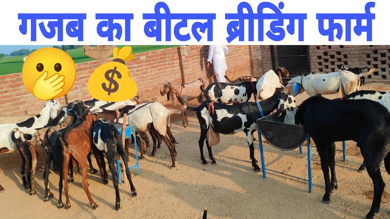 Beetal Goat Breeding Farm in Punjab👌 बीटल बकरियों का शानदार फार्म // #goat #farming  #beetalgoats