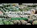 My Entire Astrophytum Cactus Collection 