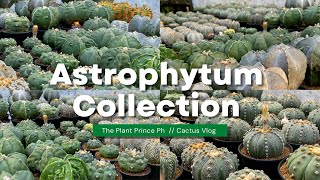 My Entire Astrophytum Cactus Collection 