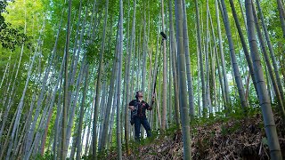 邦楽 banbi sound forest Amazon.co.jp: sound forest: ミュージック