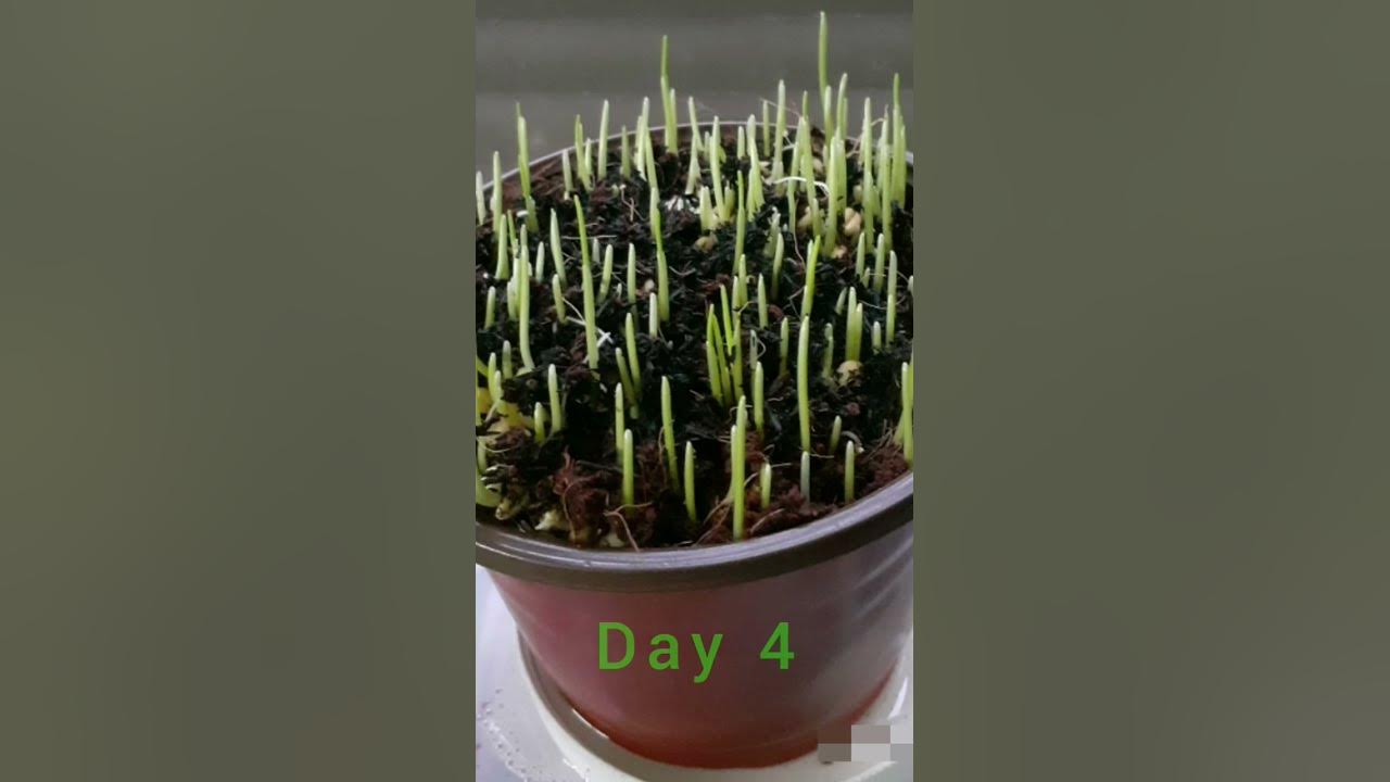 how-i-plant-wheat-grass-for-cats-and-making-healthy-juice-cara