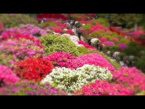 TOKYO JAPAN 東京都・根津神社のツツジ　Azalea festival 東京観光 花の名所案内