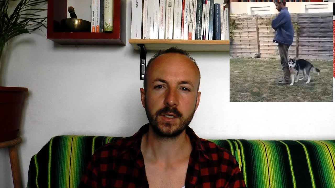 Ignorer un comportement chez le chien - Vidéo thématique 06