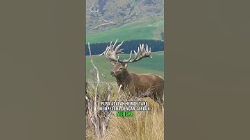 Rusa hewan unik yang bisa melepaskan tanduknya #shorts #rusa #animals