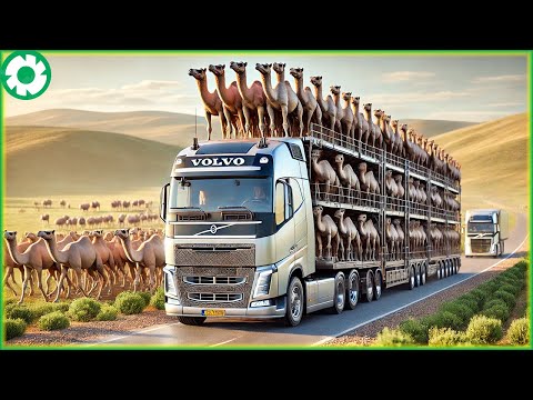 Transporting Millions of Giant Camel This Way - The Biggest Heavy Machinery | Agriculture Technology