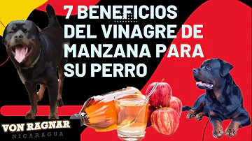 ¿Pueden los perros tomar vinagre de sidra de manzana todos los días?