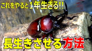 【カブトムシ】プロが教えるカブトムシの1番いい飼い方