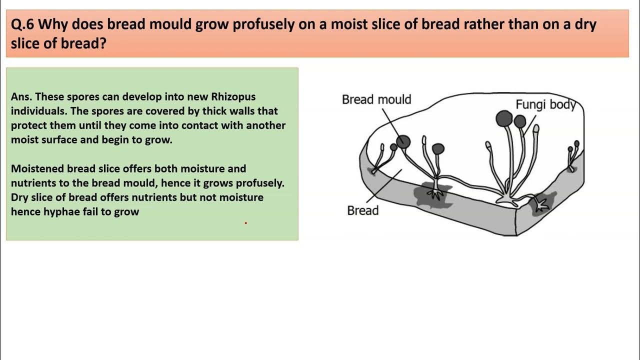 why-does-bread-mould-grow-profusely-on-a-moist-slice-of-bread-rather