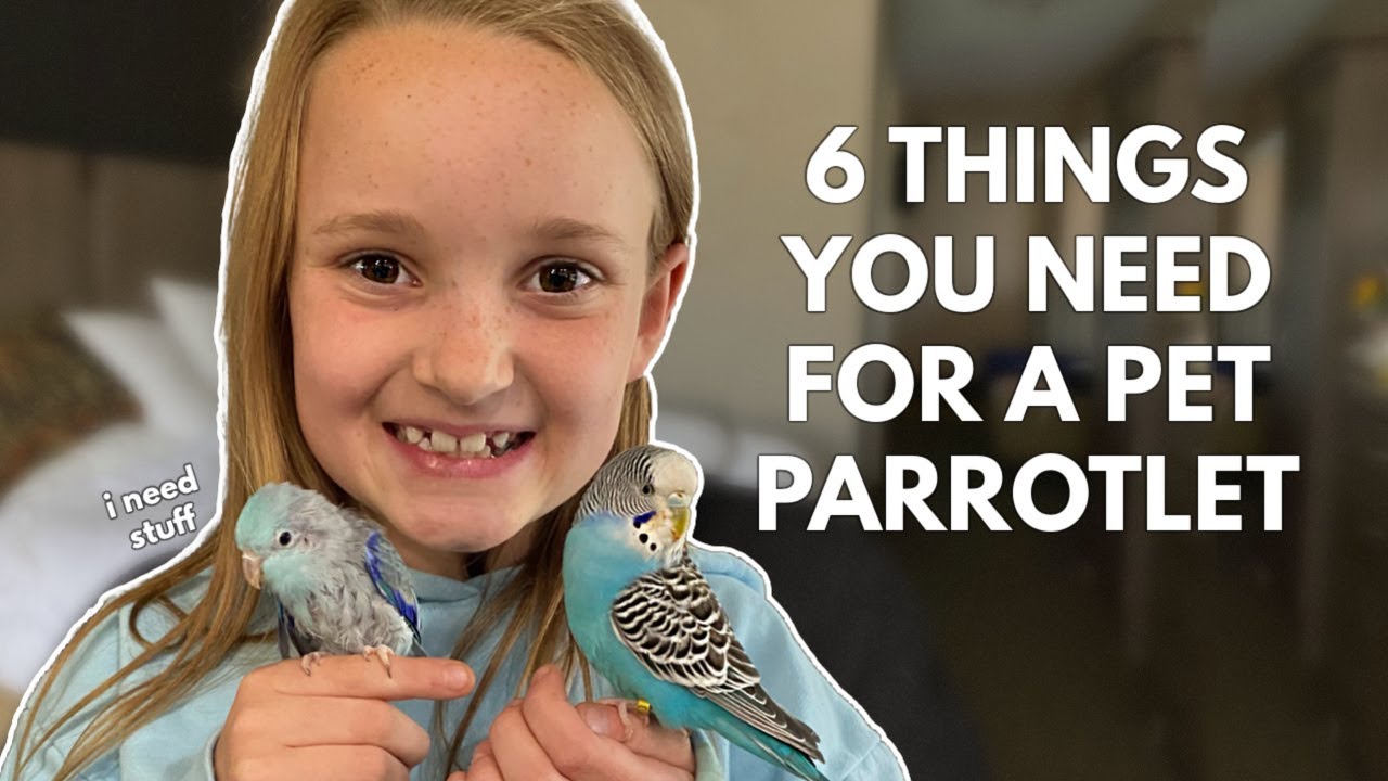 Parrotlet S Reaction To Pet Sitter