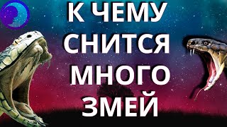 К чему снится много змей? Много змей во сне 😴 Сонник 😴 Толкование снов 😴