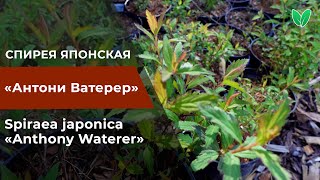 Спирея японская «Антони Ватерер» Spiraea japonica «Anthony Waterer», Зеленый Сад