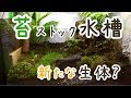 苔のストック水槽に謎の生物！飼育？