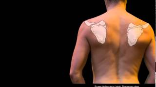 Scapulothoracic joint: Structure and actions