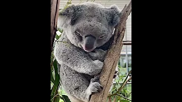 Cute Cuddling Koala Bear Reneehowell18 IG 