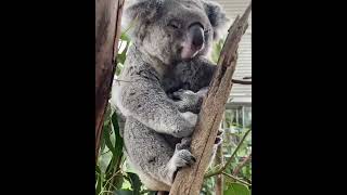 Cute Cuddling Koala Bear (@reneehowell18/IG)