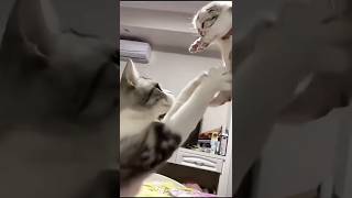 Mother cat save her kittens 😱😳