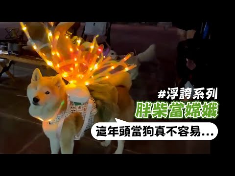 身背浮誇閃亮翅膀「裝扮嫦娥」柴犬一臉無奈：當狗不容易...｜寵物動物｜狗｜中秋節