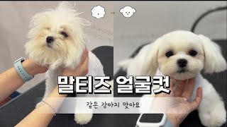 말티즈 얼굴컷 ! 배추도사에서 동그라미로 ❤️🐶