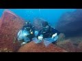 Pseudotropheus Saulosi Fry Release at Taiwanee Reef 2014 - Lake Malawi