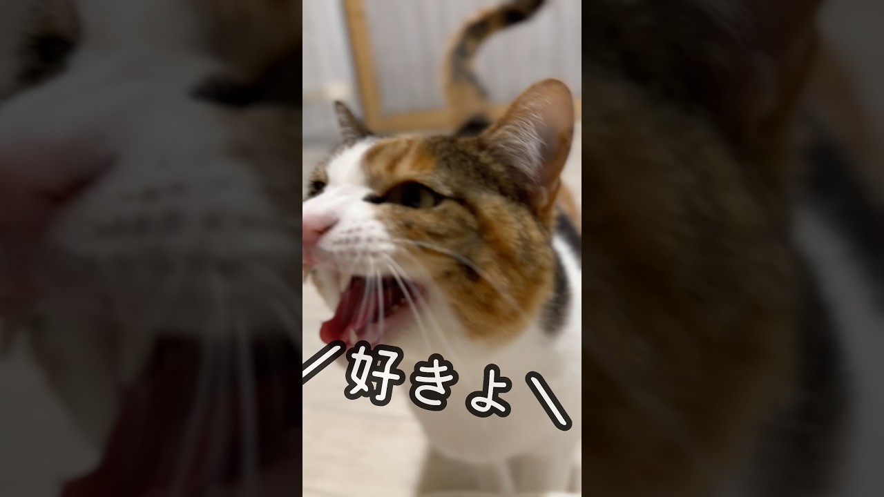Today's chatty girl. I love the garden cats! 💕 - YouTube