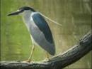 Controversial Black Crowned Night Heron Study/Acie Cargill