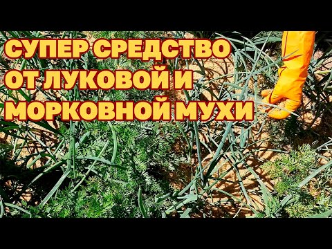 ОТПУГНЕТ ЛУКОВУЮ МУХУ И МОРКОВНУЮ МУХУ СПОСОБЫ БОРЬБЫ С ВРЕДИТЕЛЯМИ