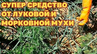 ОТПУГНЕТ ЛУКОВУЮ МУХУ И МОРКОВНУЮ МУХУ СПОСОБЫ БОРЬБЫ С ВРЕДИТЕЛЯМИ