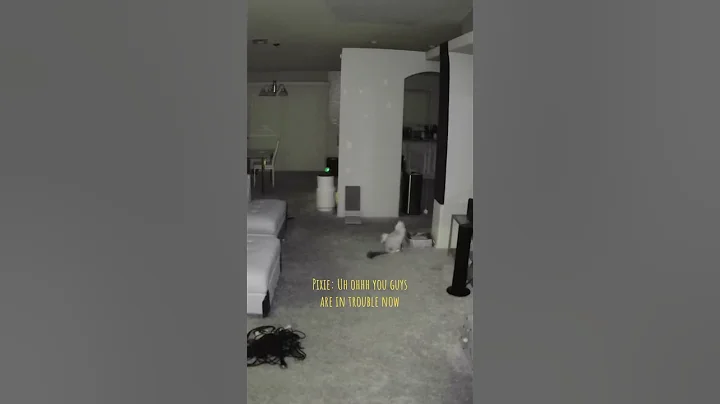 Watch the video about Cat litter training (gone wrong) #ragdolls #cat #siamese #catlitter #gonewrong #funny