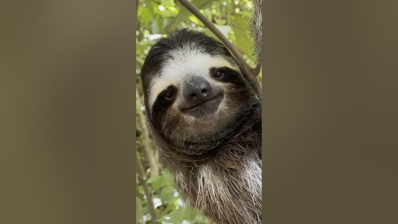 sloth facts in hindi | facts about sloths | fun facts about sloths #