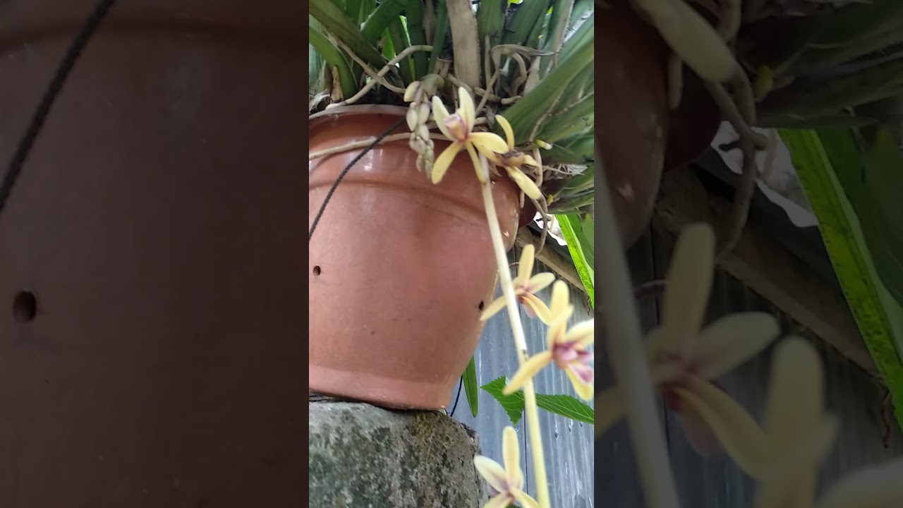 লোকাল সিম্বোডিয়াম তিন বছর পরে ফুলের দেখা। 