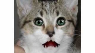 Singing Cats for iPod / iPhone will sing your iTunes Library screenshot 5