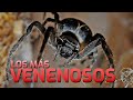 LOS ANIMALES MÁS VENENOSOS DEL PLANETA | El Planeta Z | #SHORTS