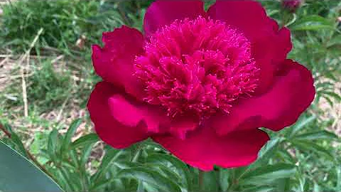 peony PORT ROYALE (Krekler-Roy Klehm)