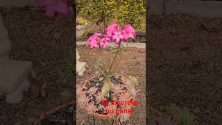 #suculentas #garden #viralvideo #shorts