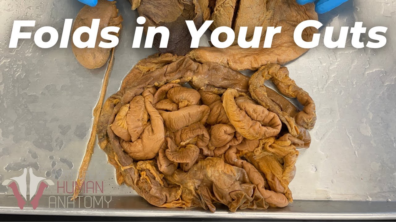 Why Your Guts Have Folds Inside | 