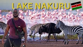 LAKE NAKURU: The MOST BEAUTIFUL National Park in Kenya