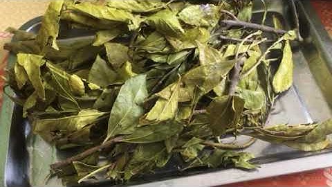 Cây Chè Dung và công dụng trị bệnh dạ dày, tiêu hóa hiệu quả - 0976 836 586